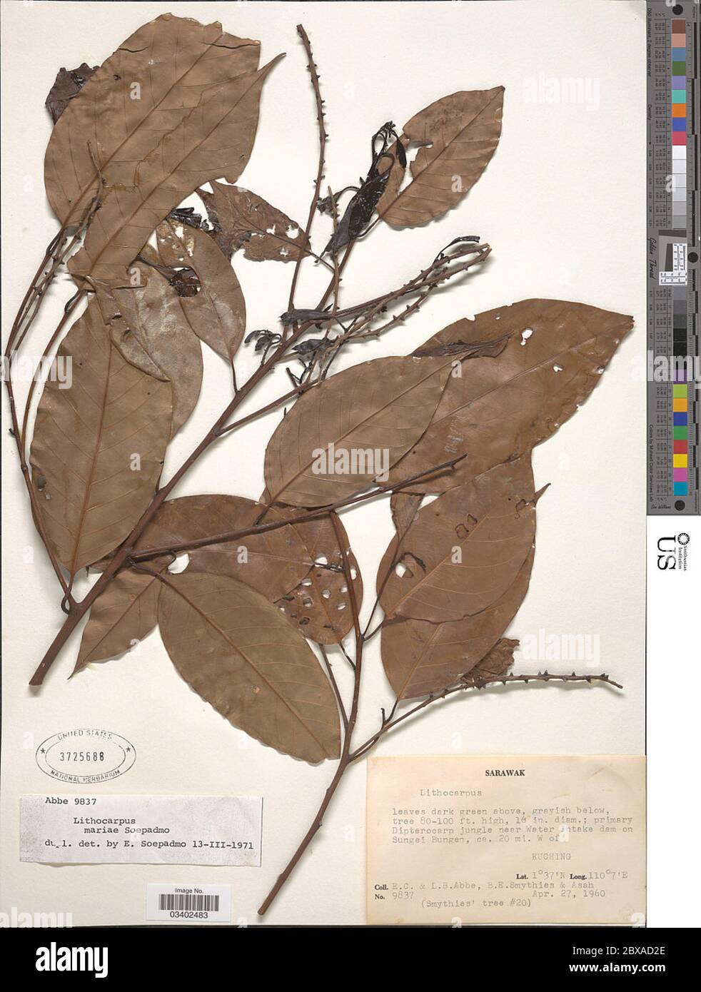 Lithocarpus mariae Soepadmo Lithocarpus mariae Soepadmo. Stock Photo