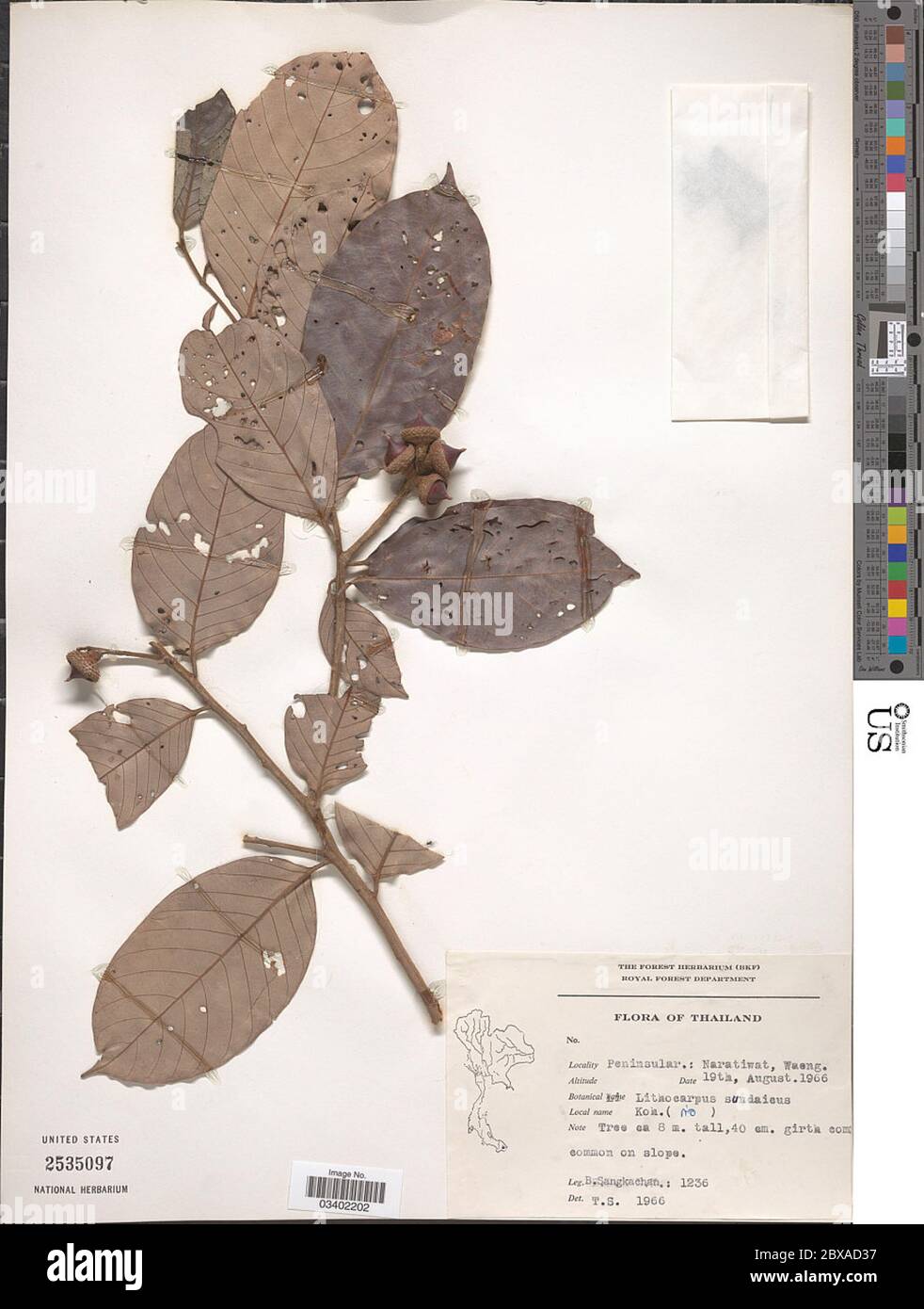 Lithocarpus sundaicus Blume Rehder Lithocarpus sundaicus Blume Rehder. Stock Photo