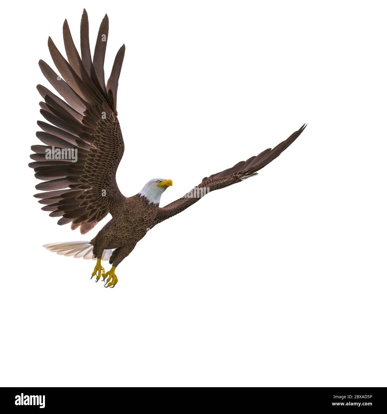 bald eagle looking around on white background, 3d illustration Stock Photo