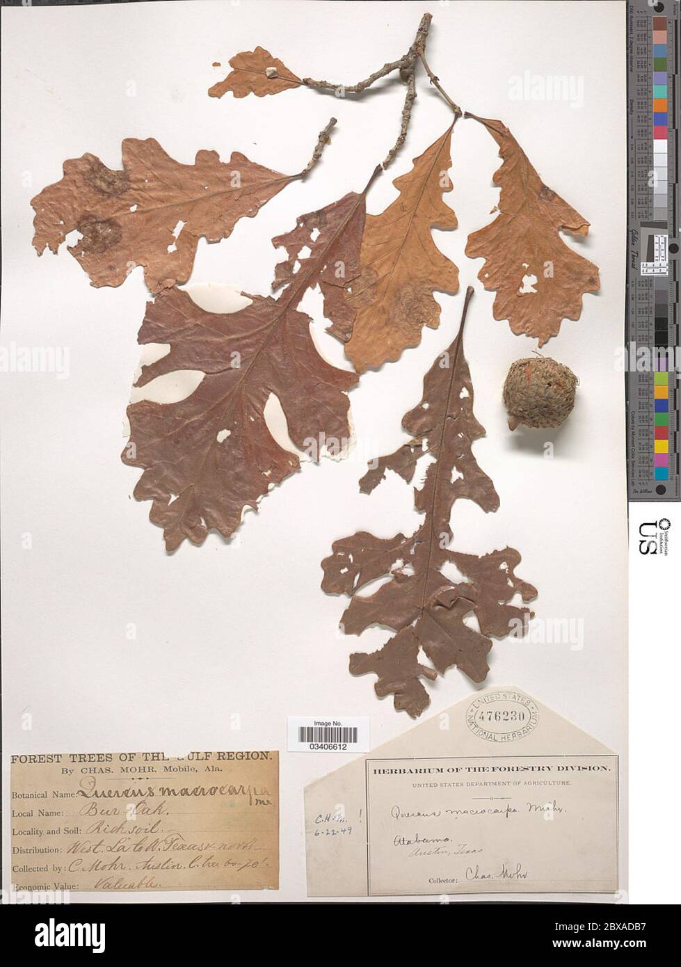Quercus macrocarpa Michx Quercus macrocarpa Michx. Stock Photo