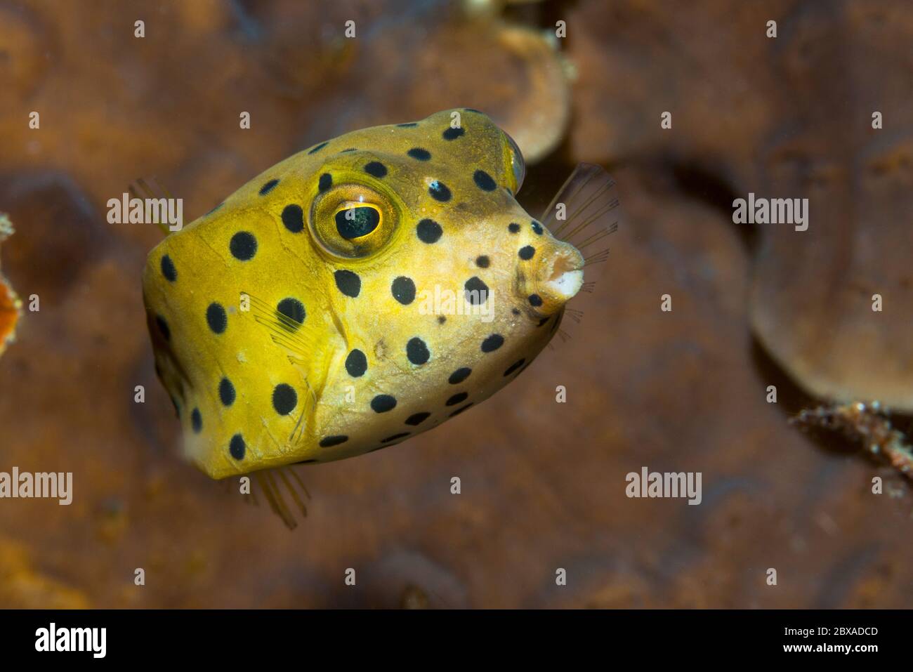 Juvenile Yellow  Boxfish [Ostracion cubicus].  Lembeh Strait, North Sulawesi, Indonesia. Stock Photo