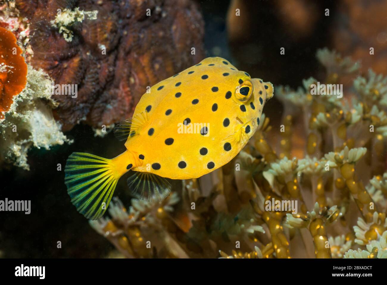 Juvenile Yellow  Boxfish [Ostracion cubicus].  Lembeh Strait, North Sulawesi, Indonesia. Stock Photo