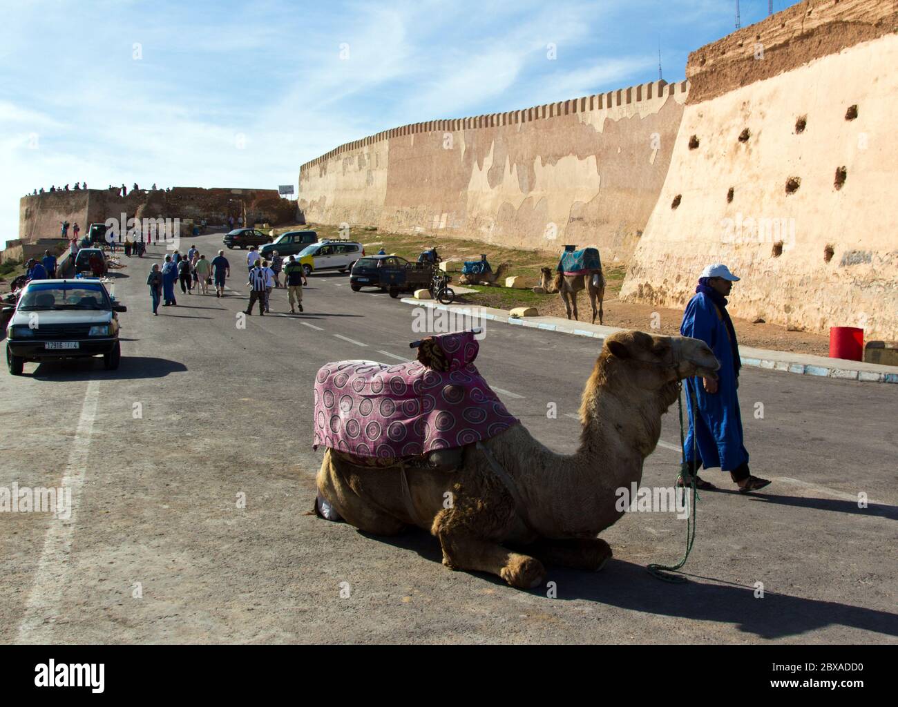 Riding Camel in front of the old fortress, the Kasbah, above the city of Agadir, Morocco Stock Photo
