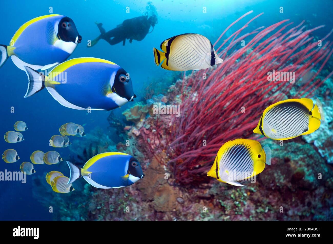 Coral reef scenery with tropical fish and a scuba diver.  Indonesia. Stock Photo