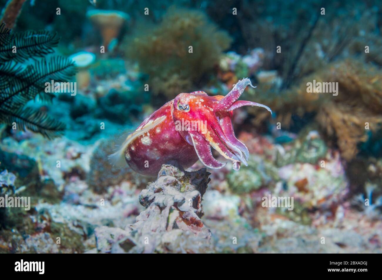 Cuttlefish [Sepia sp.].  Cebu, Malapascua Island, Philippines. Stock Photo