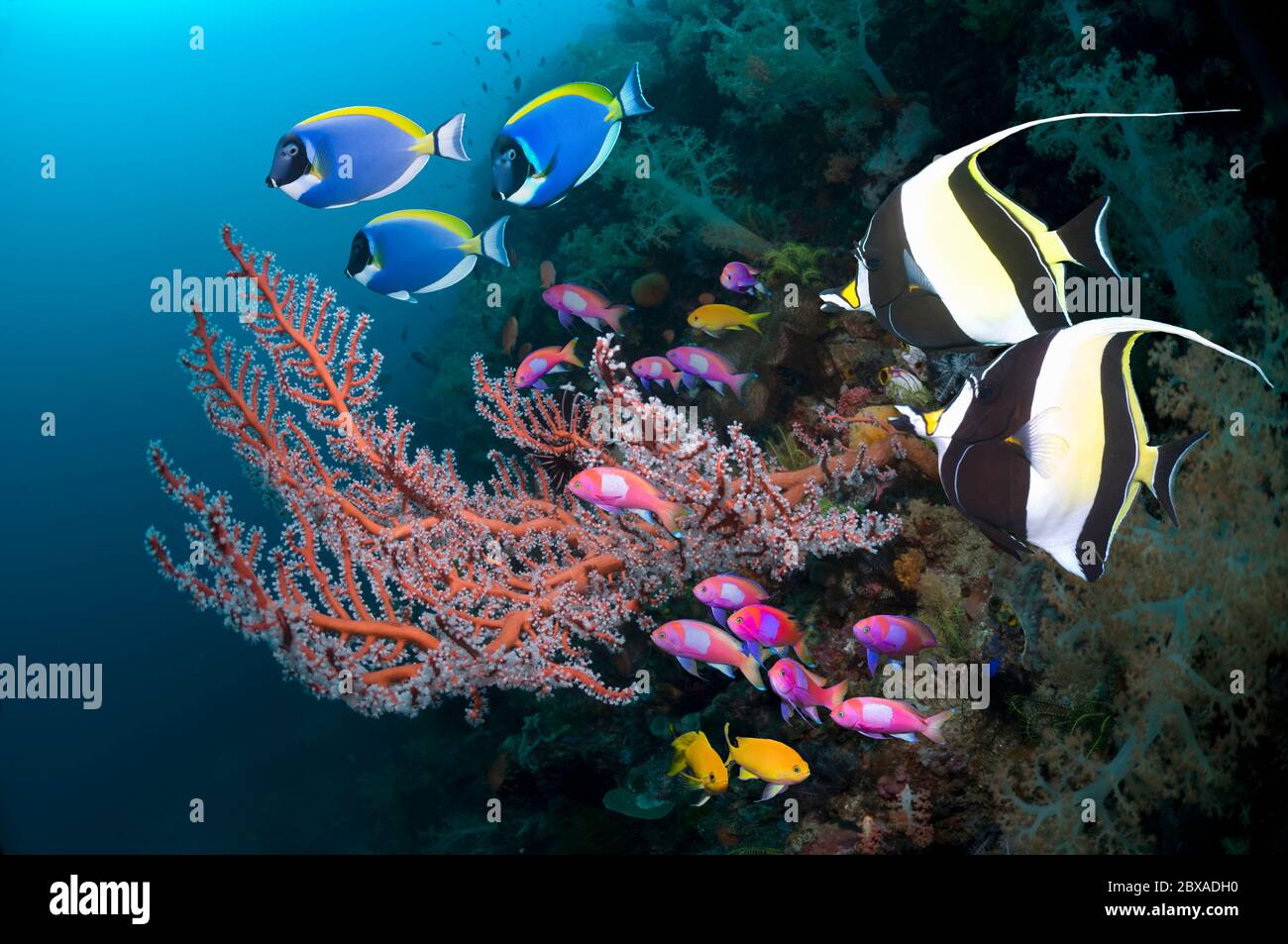 Moorish idols (Zanclus cornuta) swimming past gorgonian on coral reef.  Powder-blue surgeonfish (Acanthurus leucosternon) and Square spot anthias. Stock Photo