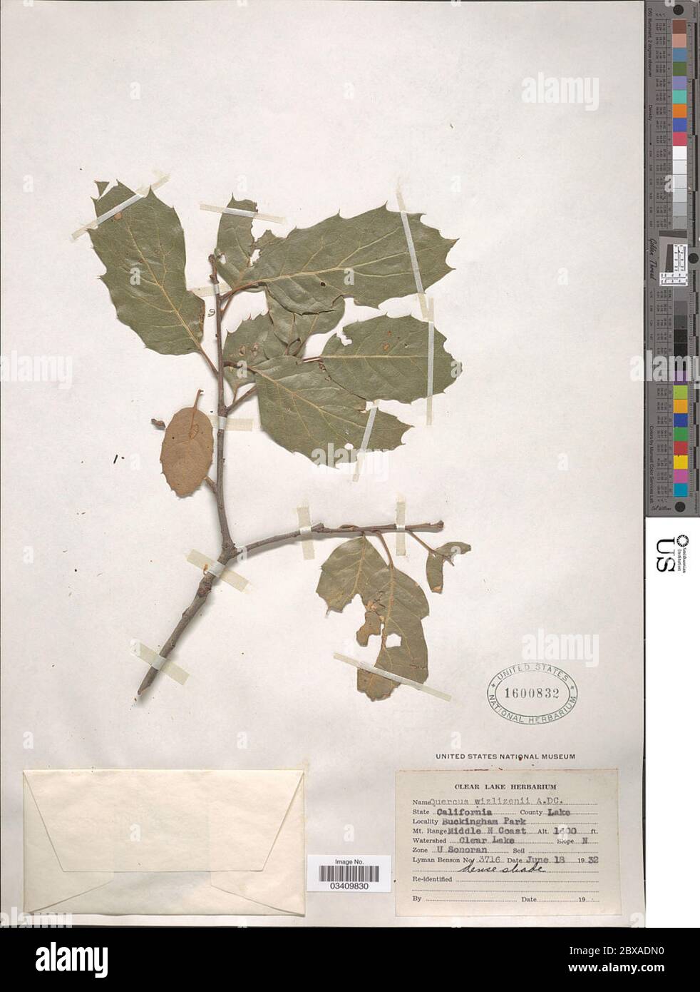 Quercus wislizeni A DC Quercus wislizeni A DC Stock Photo Alamy