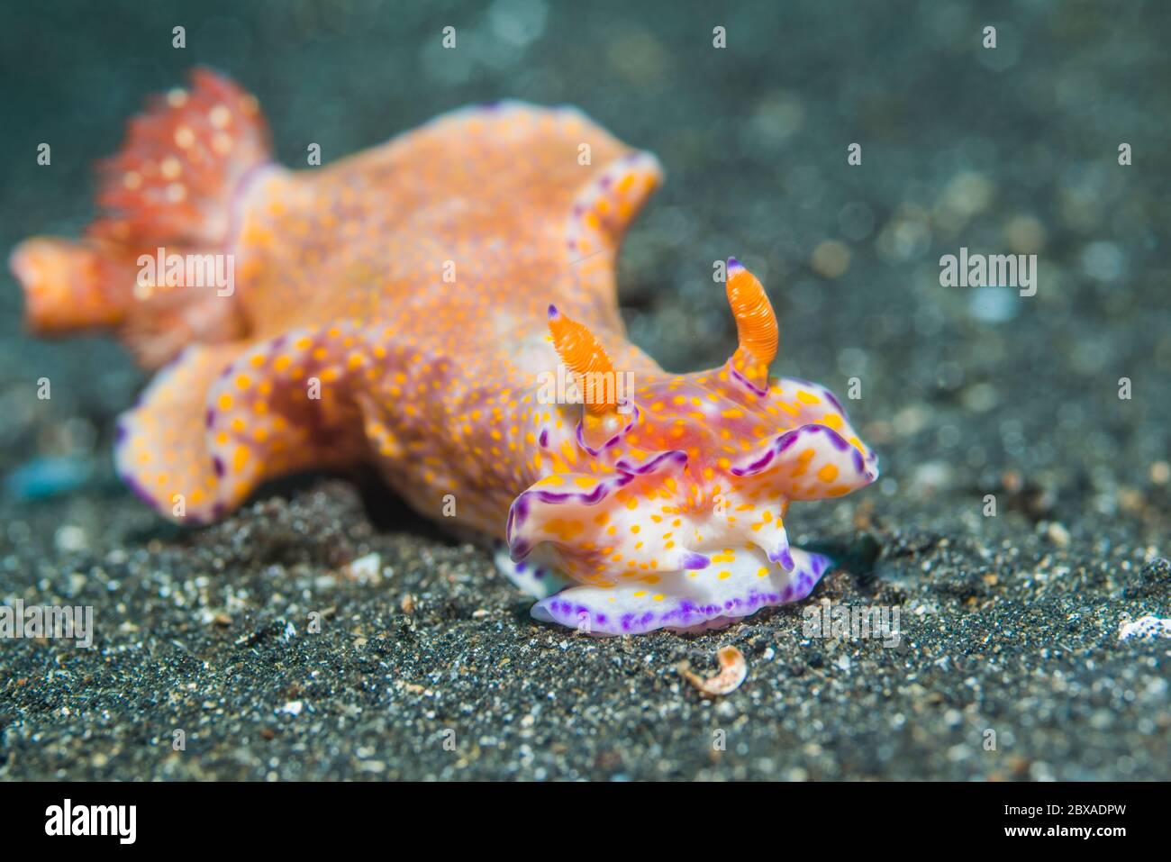 Slender T-bar Nudibranch [Ceratosoma gracillium].  Lembeh Strait, North Sulawesi, Indonesia. Stock Photo