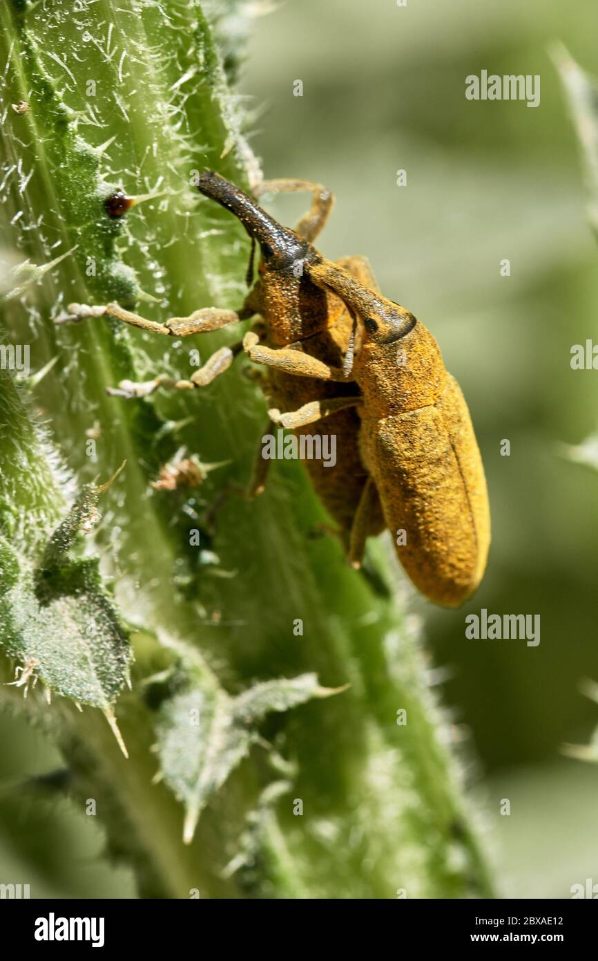 Macro image of two weevil beetles mating on green stem, weird long snout insects in nature Stock Photo