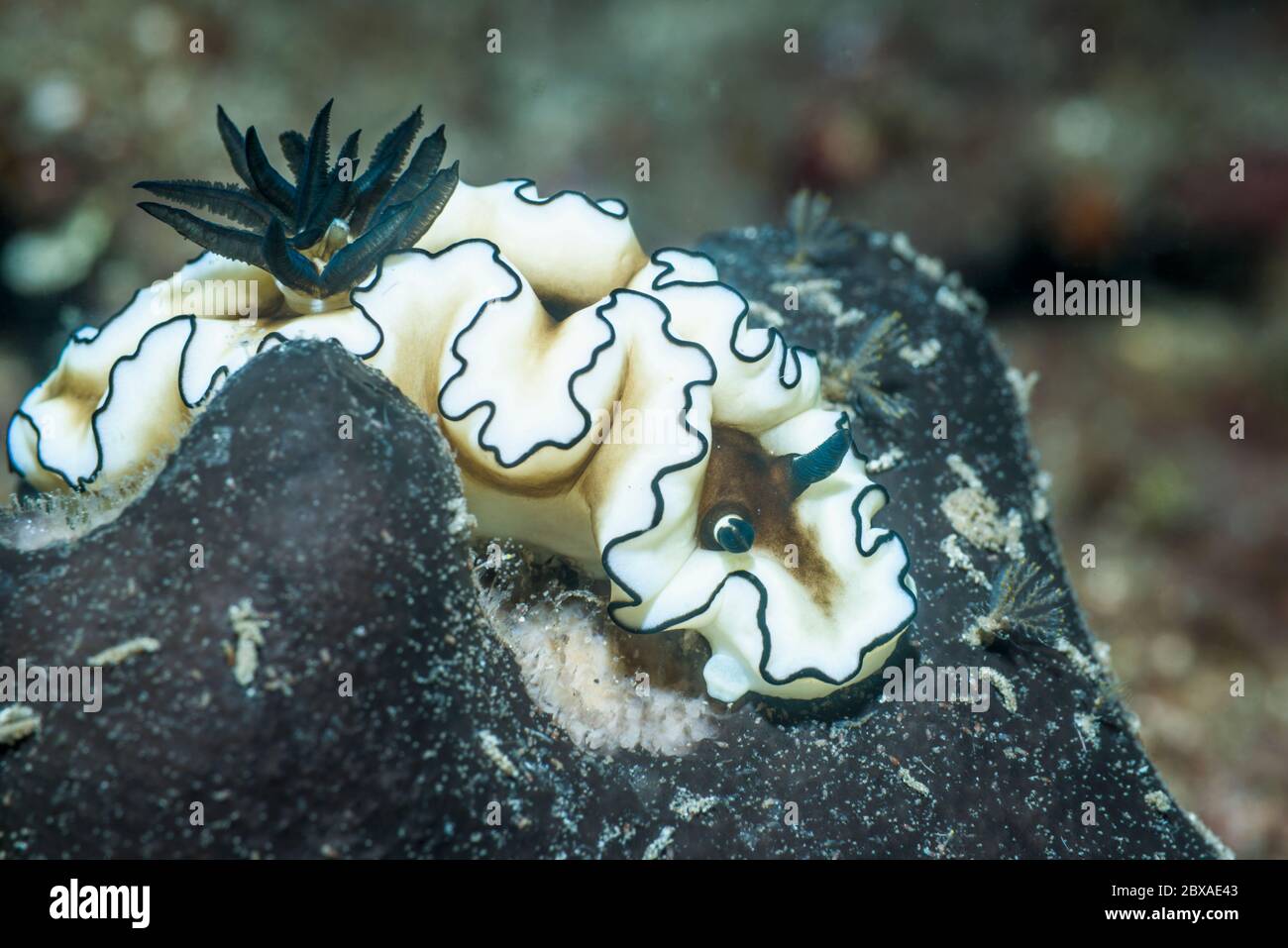 Nudibranch - Doriprismatica atromarginata [before Glossodoris atromarginata.  Lembeh Strait, North Sulawesi, Indonesia. Stock Photo