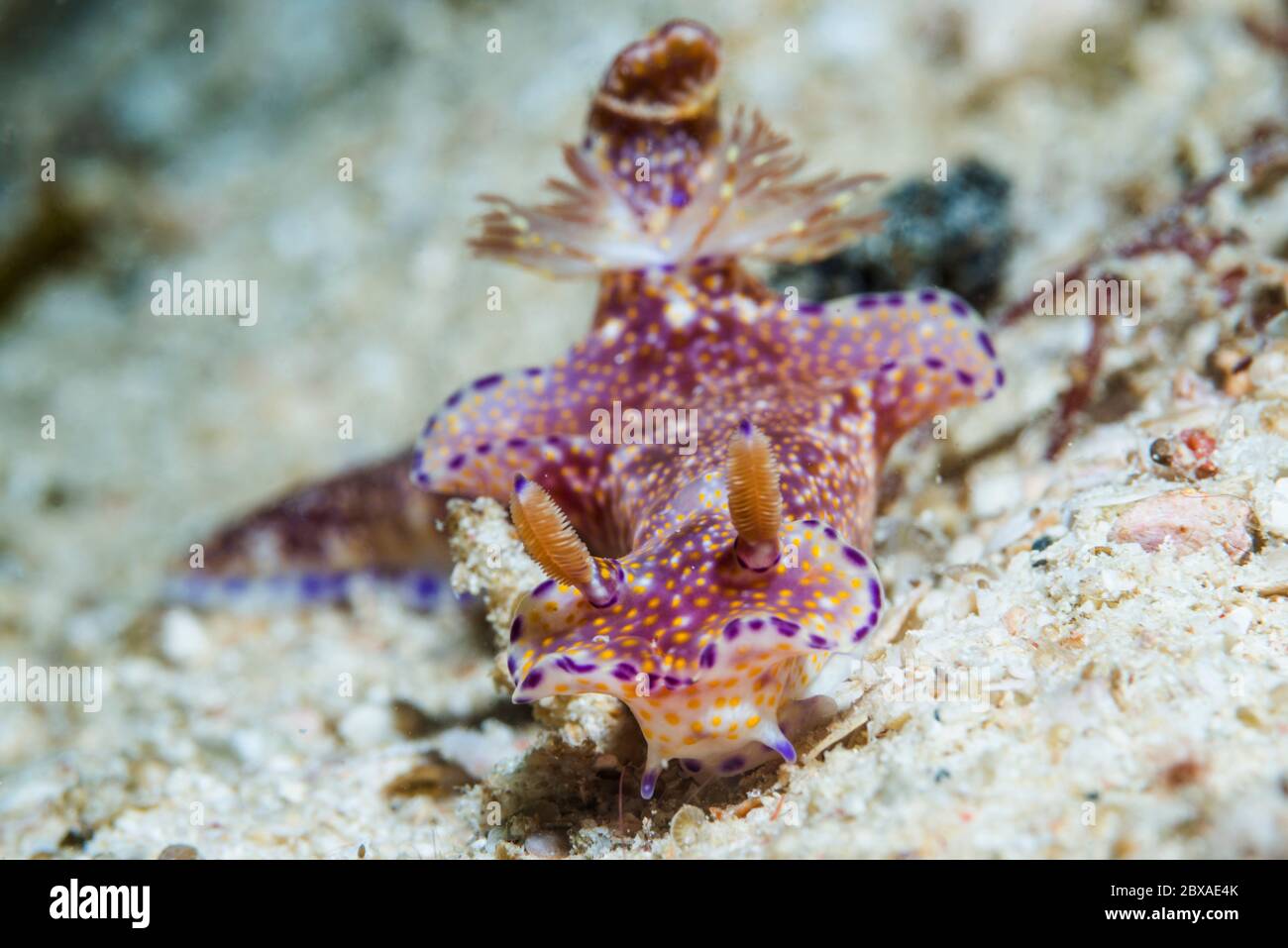 Nudibranch - Ceratosoma tenue.  West Papua, Indonesia.  Indo-West Pacific. Stock Photo
