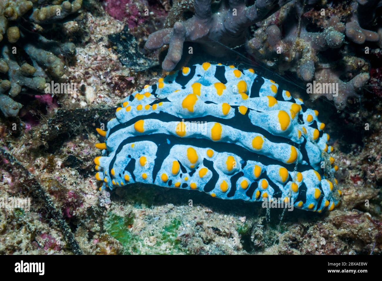 Nudibranch - Phyllidia varicosa.  West Papua, Indonesia.  Indo-West Pacific. Stock Photo