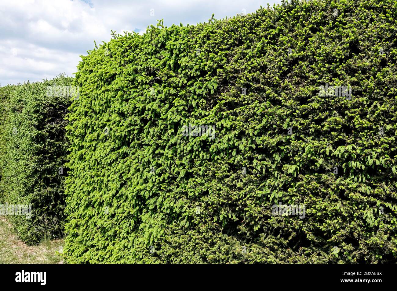 Spruce hedge Evergreen plants Windbreak Garden, Hedge, Fence shape Conifer hedge Stock Photo