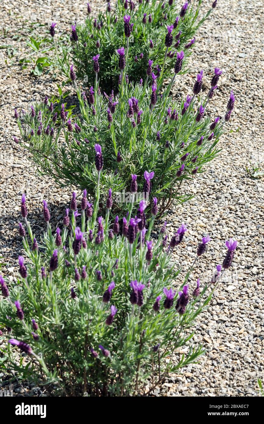 Purple lavender Papillon small bushy evergreen shrub Stock Photo