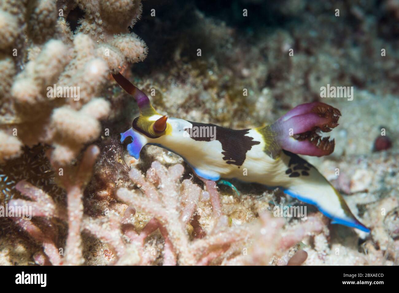 Nudibranch - Nembrotha chamberlaini.  West Papua, Indonesia.  Indo-West Pacific. Stock Photo