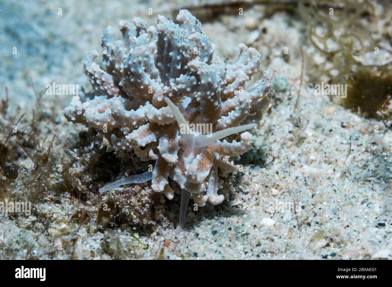 Nudibranch [Phyllodesmium crypticum].  Puerto Galera, Philippines. Stock Photo