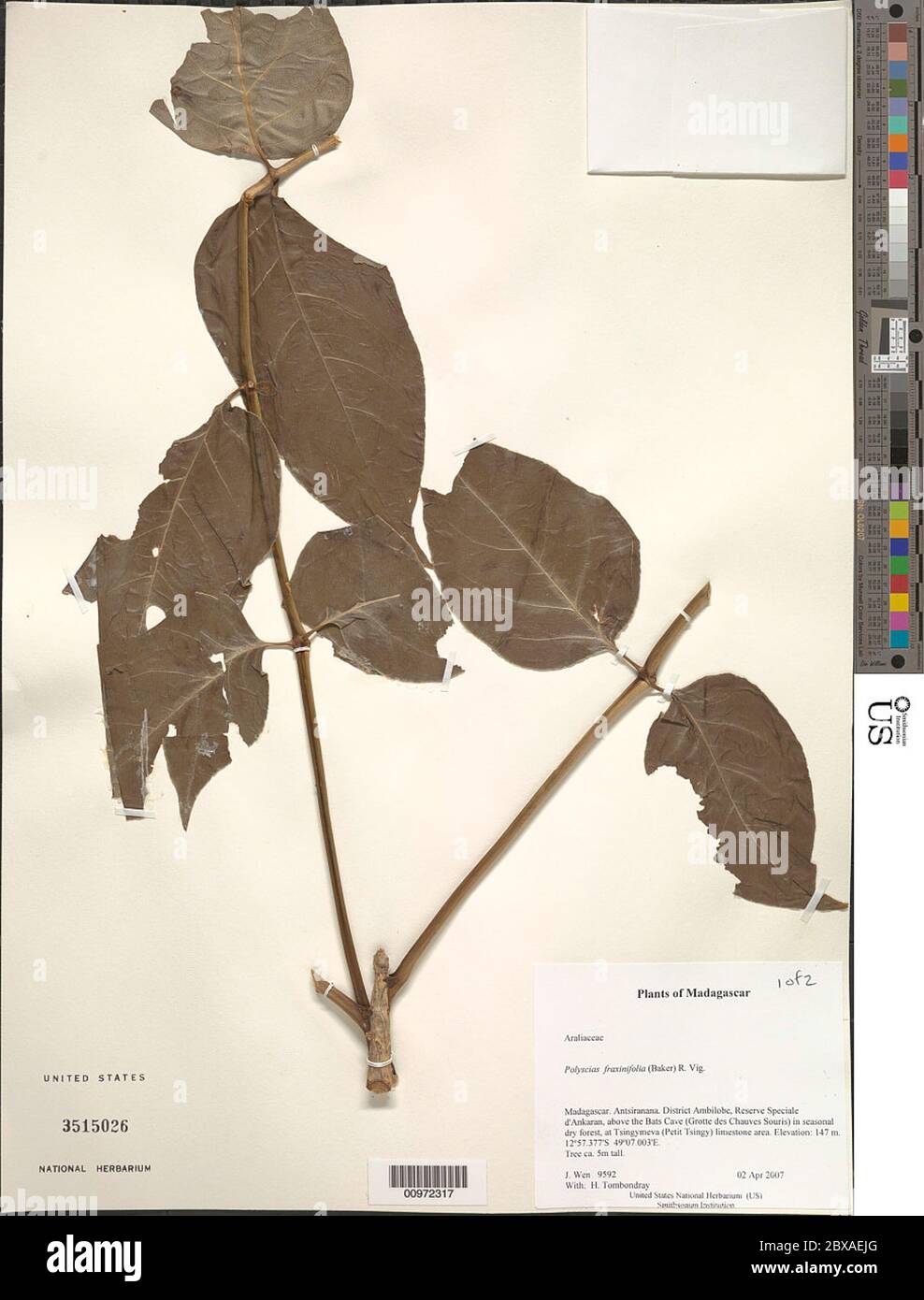 Polyscias fraxinifolia Polyscias fraxinifolia. Stock Photo