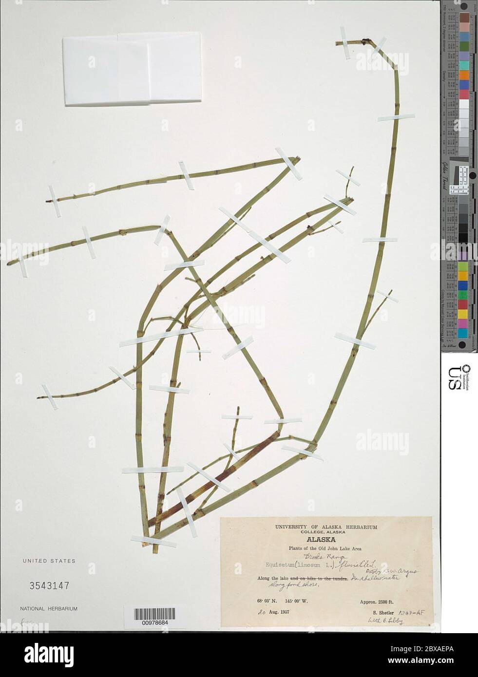 Equisetum fluviatile L Equisetum fluviatile L Stock Photo Alamy