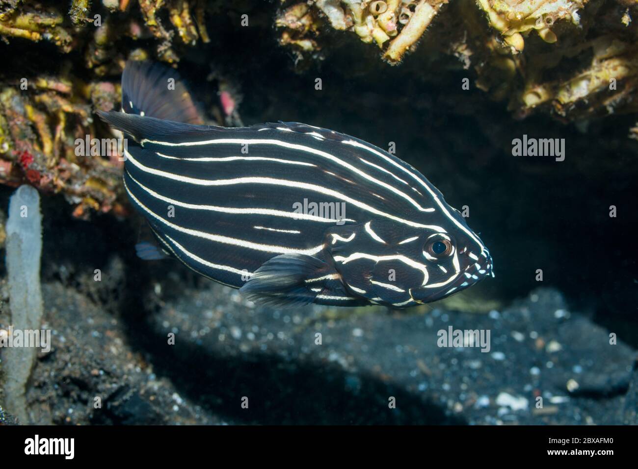 Sixstripe Soapfish [Grammistes sexlineatus].  Lembeh Strait, North Sulawesi, Indonesia. Stock Photo