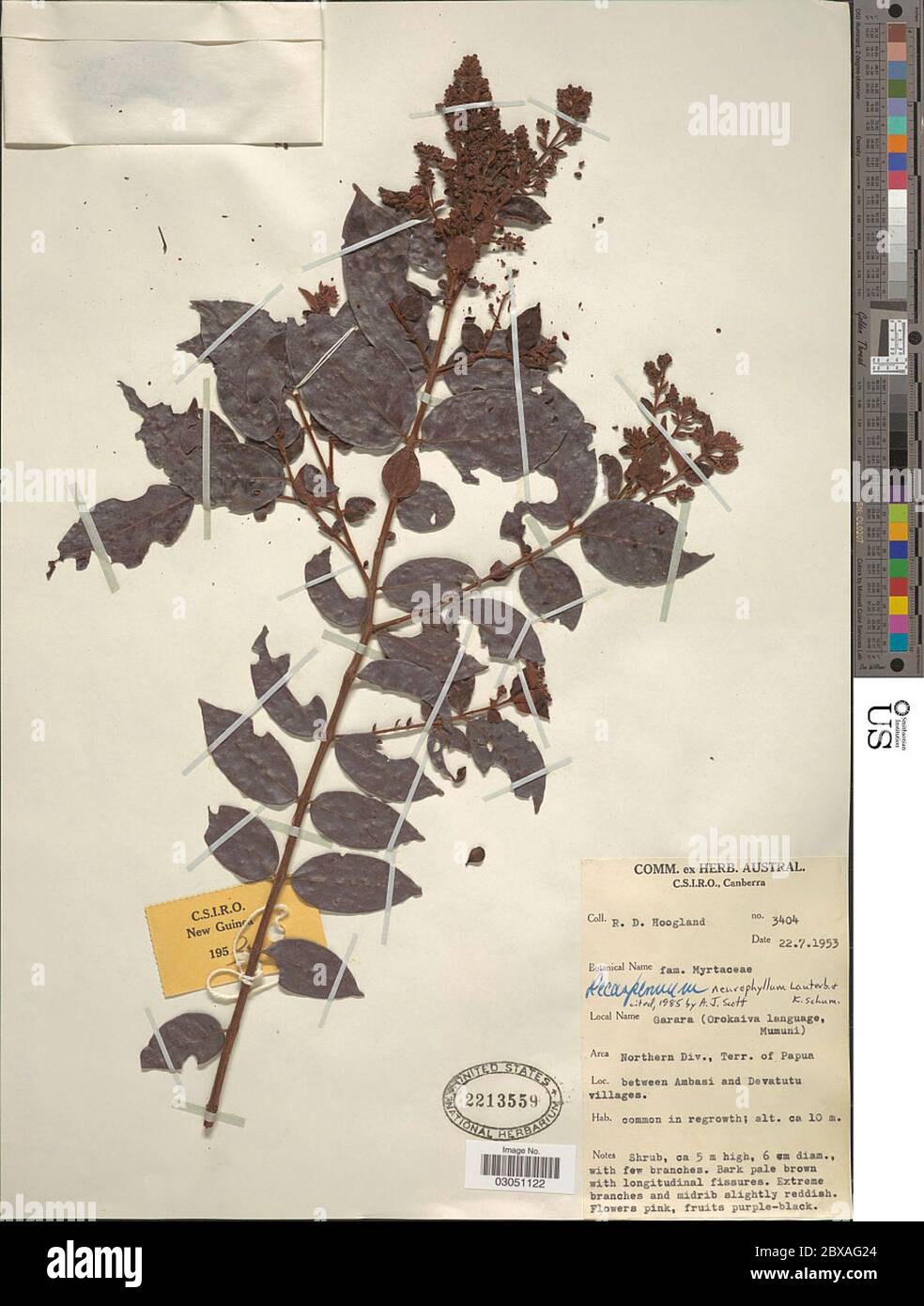 Decaspermum neurophyllum Lauterb K Schum Decaspermum neurophyllum Lauterb K Schum. Stock Photo