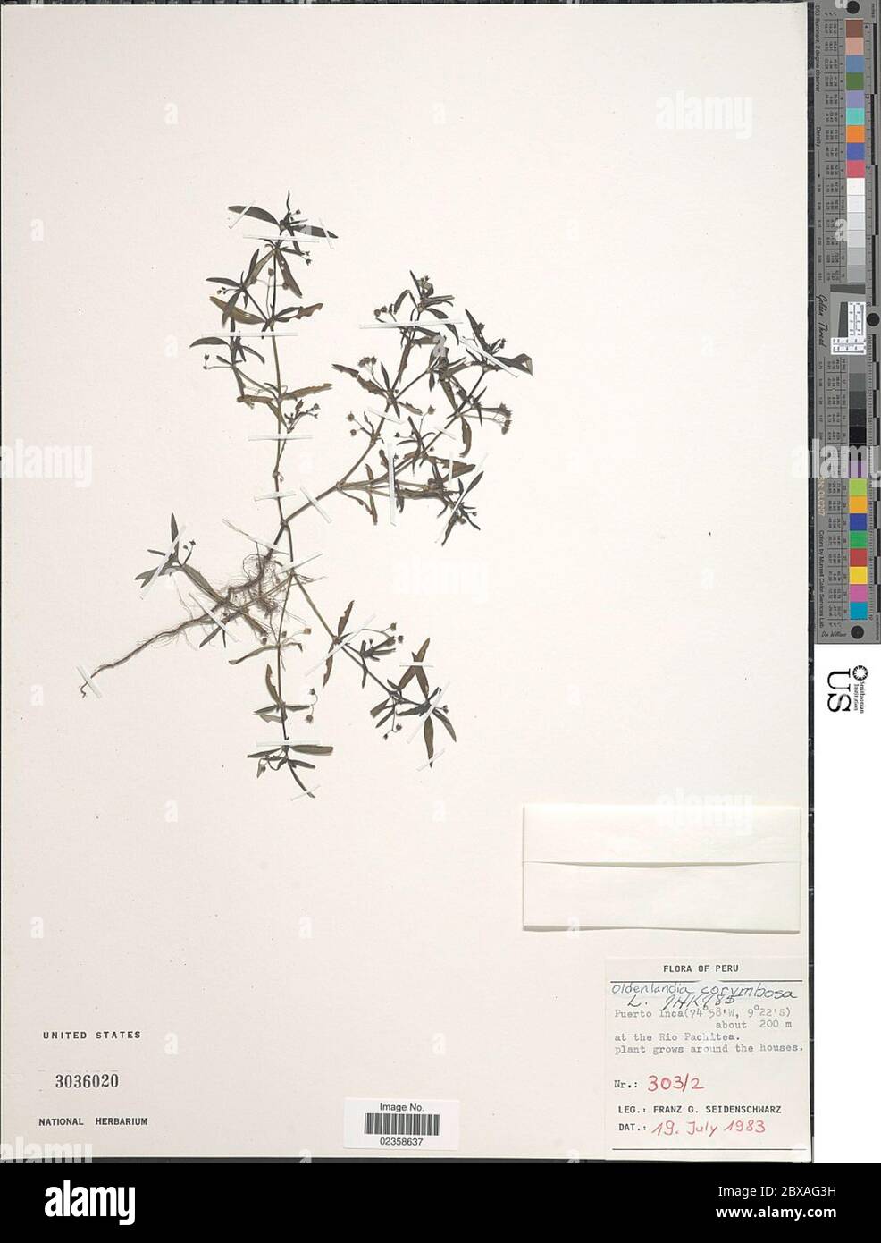Oldenlandia corymbosa L Oldenlandia corymbosa L. Stock Photo
