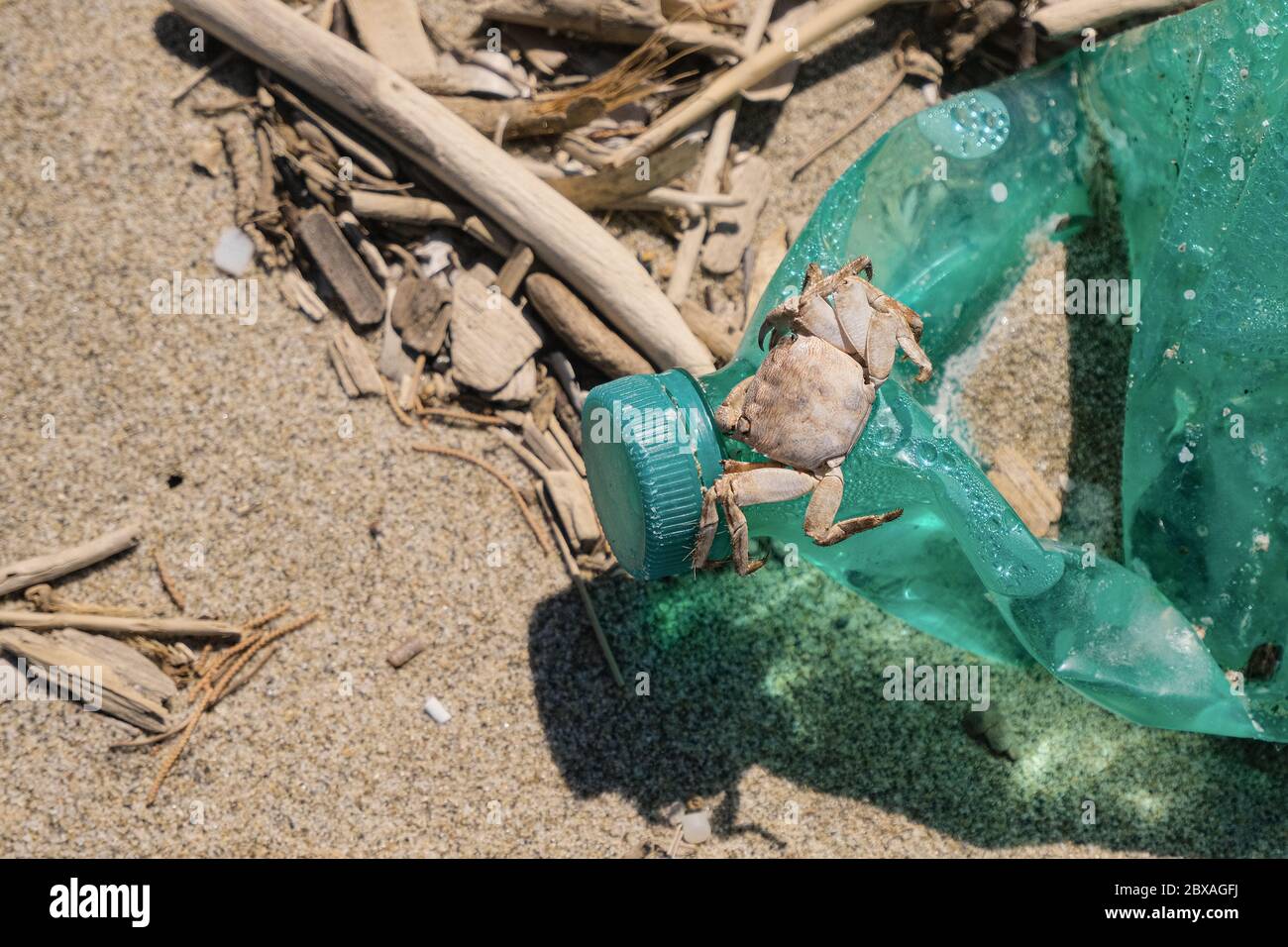 Sea crab on discharged plastic bottle on polluted sandy sea coast habitat Stock Photo
