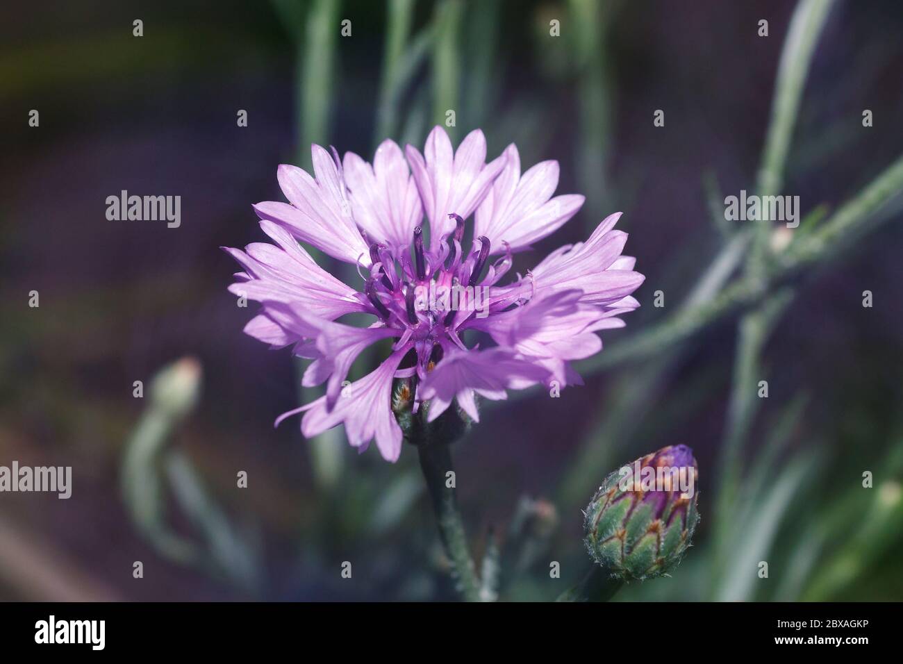 flower of cornflower, violet Centaurea in the garden, selective focus Stock Photo