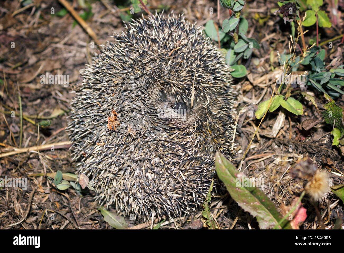 wild hedgehog curled into ball in grass at night Stock Photo