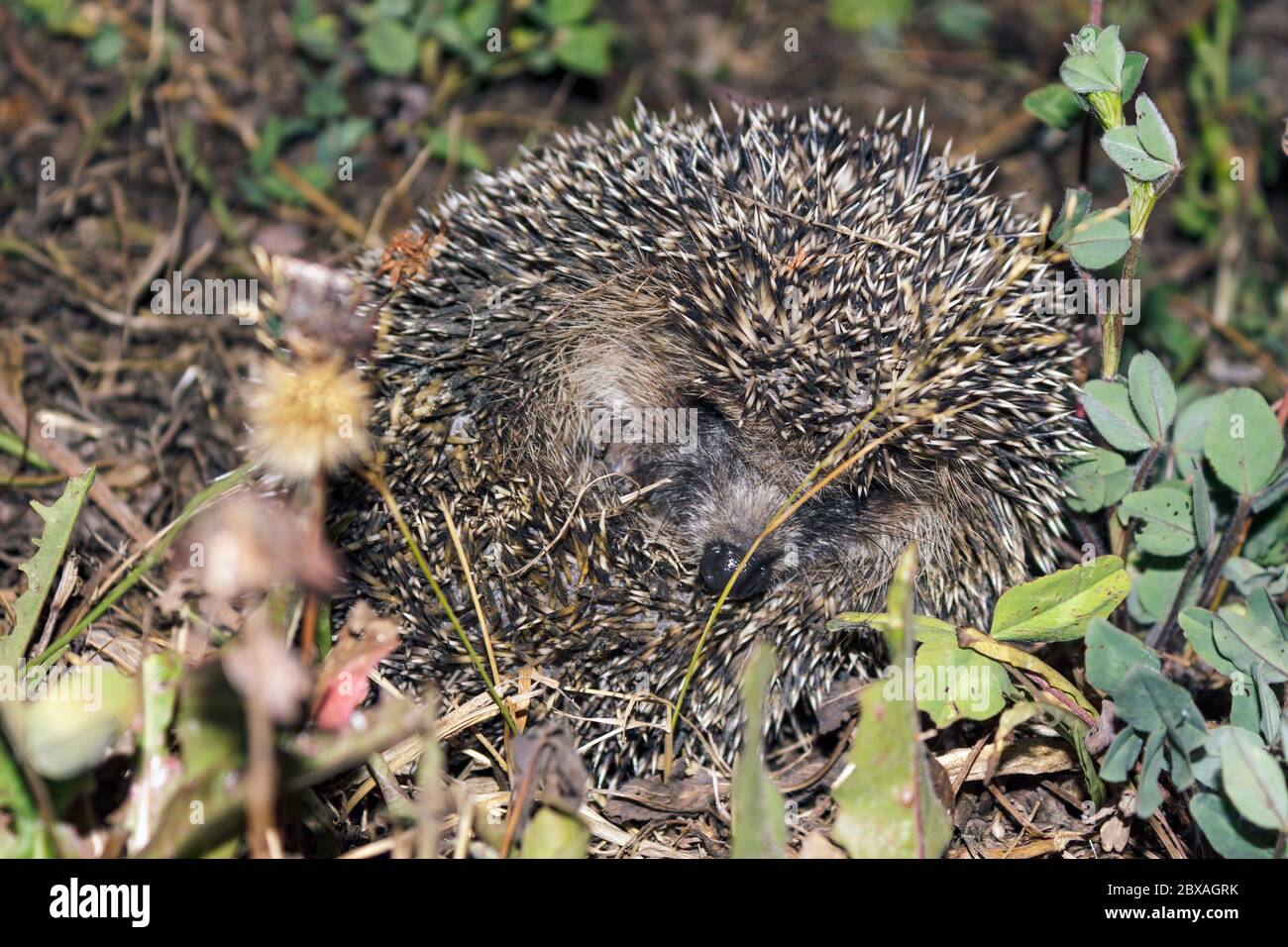 wild hedgehog curled into ball in grass at night Stock Photo