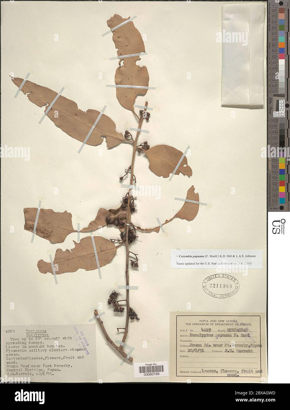 Corymbia papuana Corymbia papuana Stock Photo Alamy