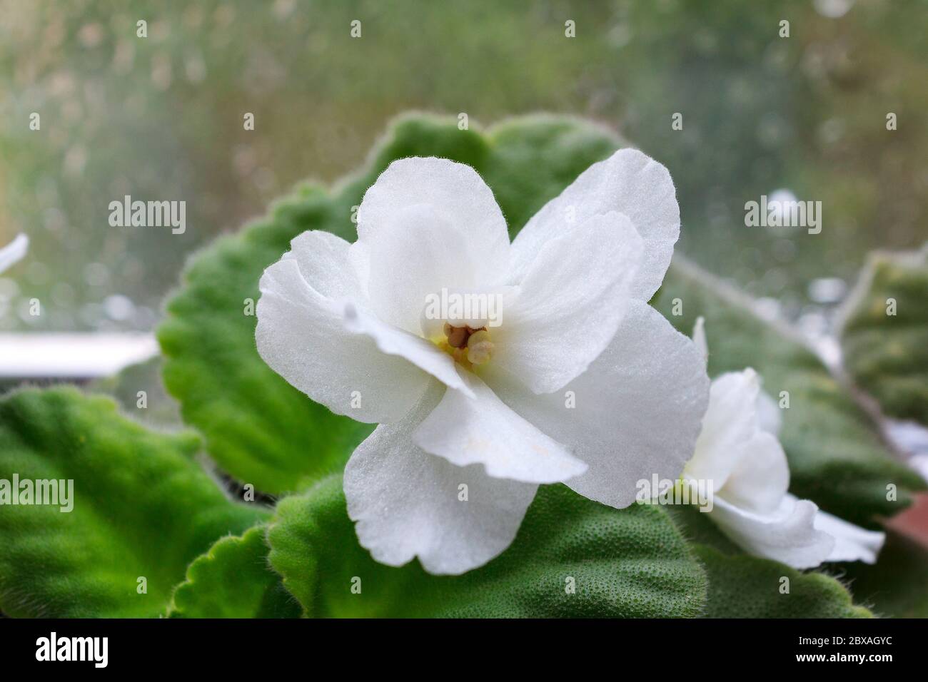 houseplant white Saintpaulia flower, commonly known as African violet, in bloom Stock Photo