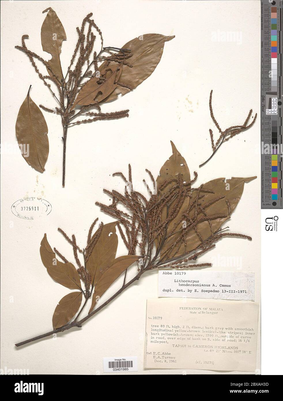 Lithocarpus hendersonianus A Camus Lithocarpus hendersonianus A Camus. Stock Photo