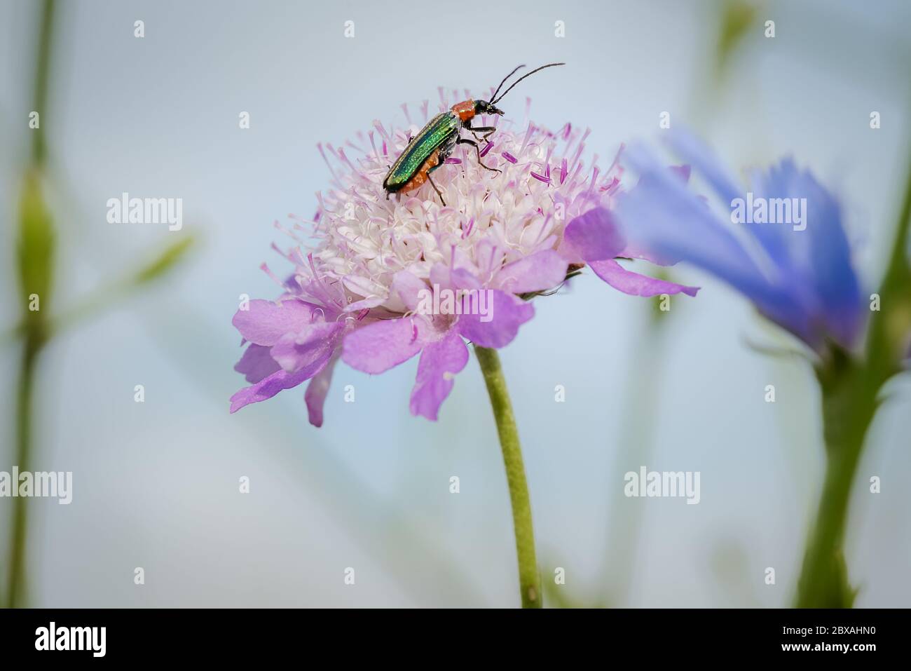 emerald green beetle, spanish fly, Lytta vesicatoria, feeding from a wild magenta flower making a nice color combination Stock Photo