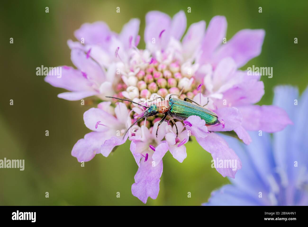 emerald green beetle, spanish fly, Lytta vesicatoria, feeding from a wild magenta flower making a nice color combination Stock Photo