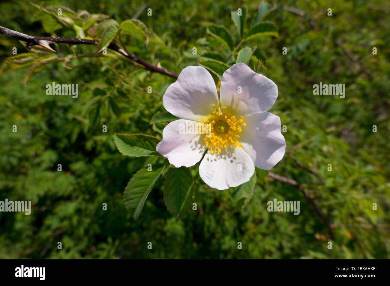Burnet rose, pink white flower with yellow stamens Stock Photo