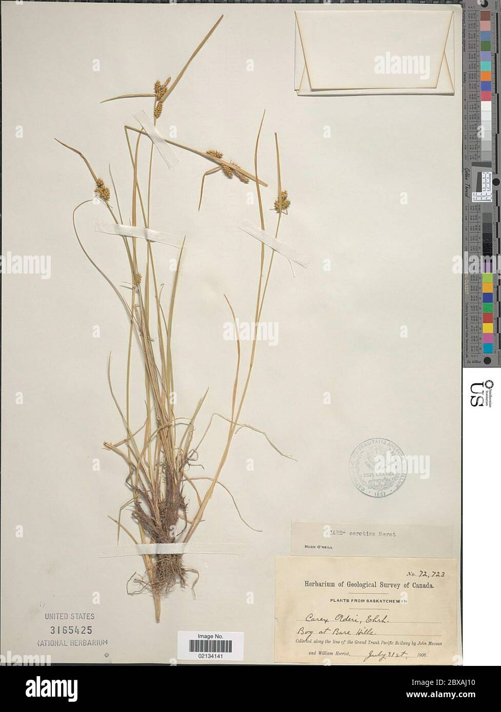Carex serotina Mrat Carex serotina Mrat. Stock Photo