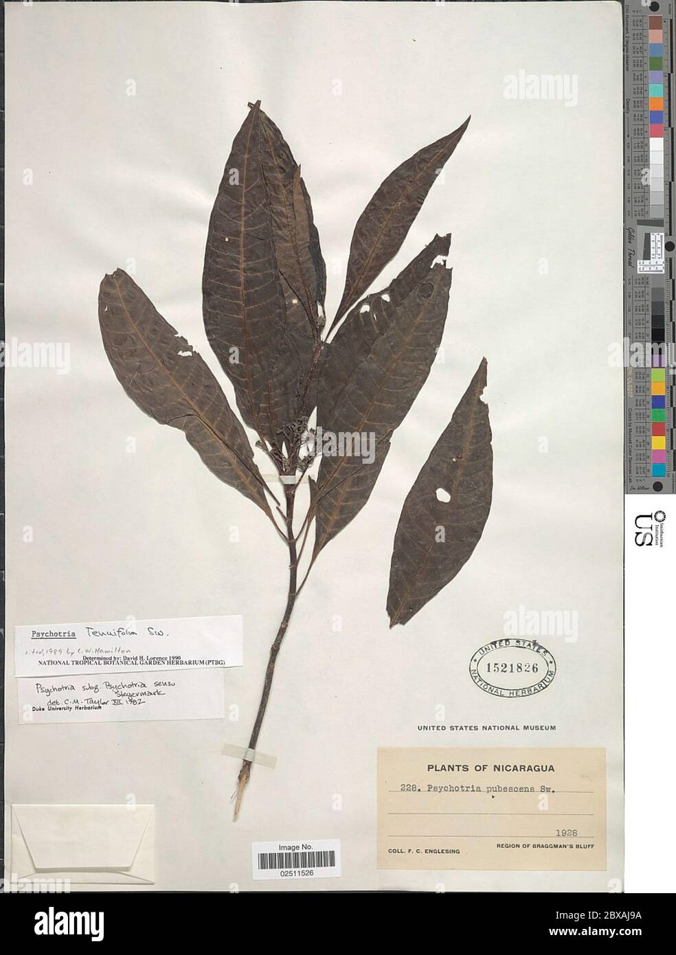 Psychotria tenuifolia Sw Psychotria tenuifolia Sw. Stock Photo