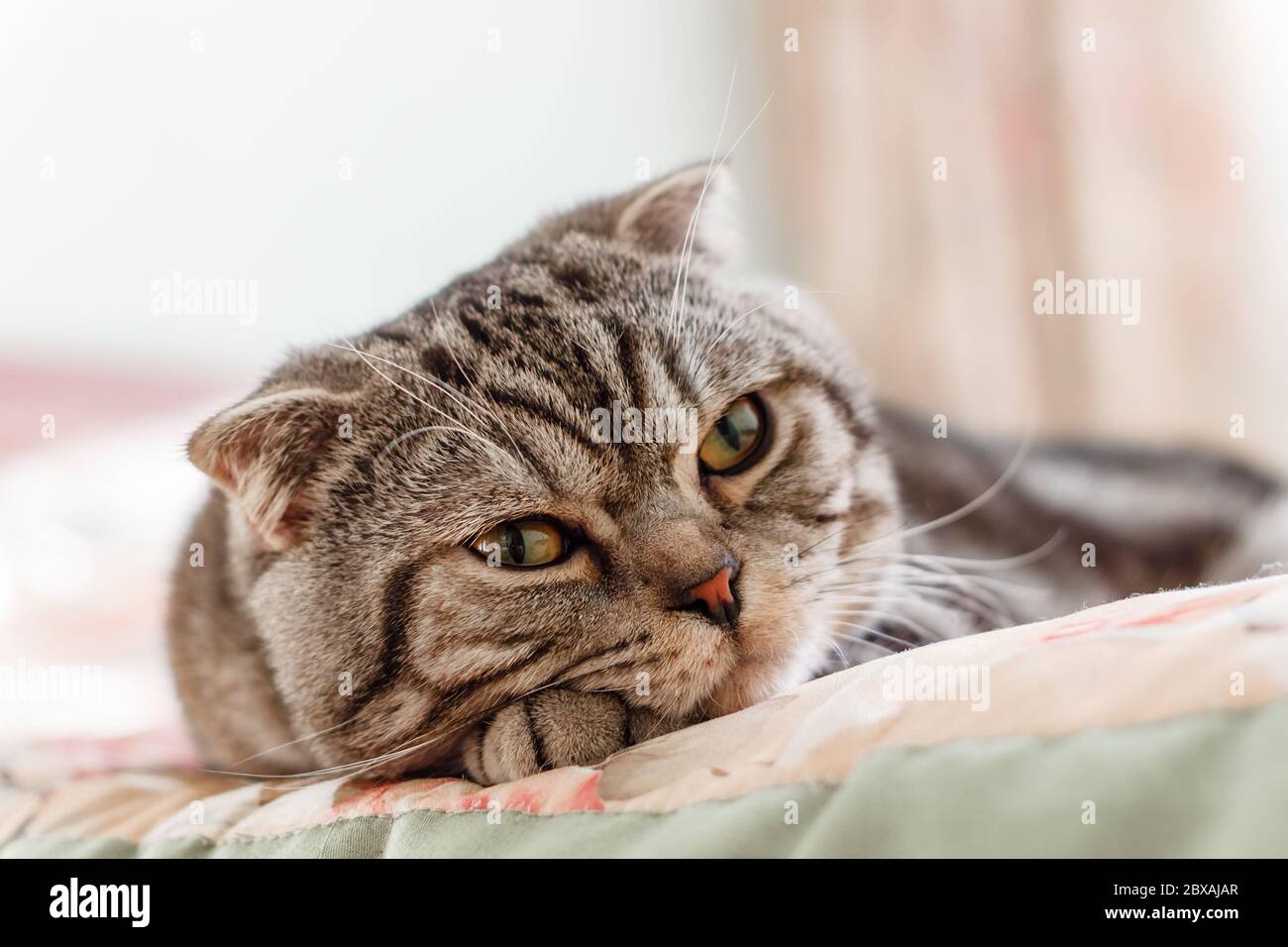 grey striped cat breed Scottish Fold lying on bed Stock Photo