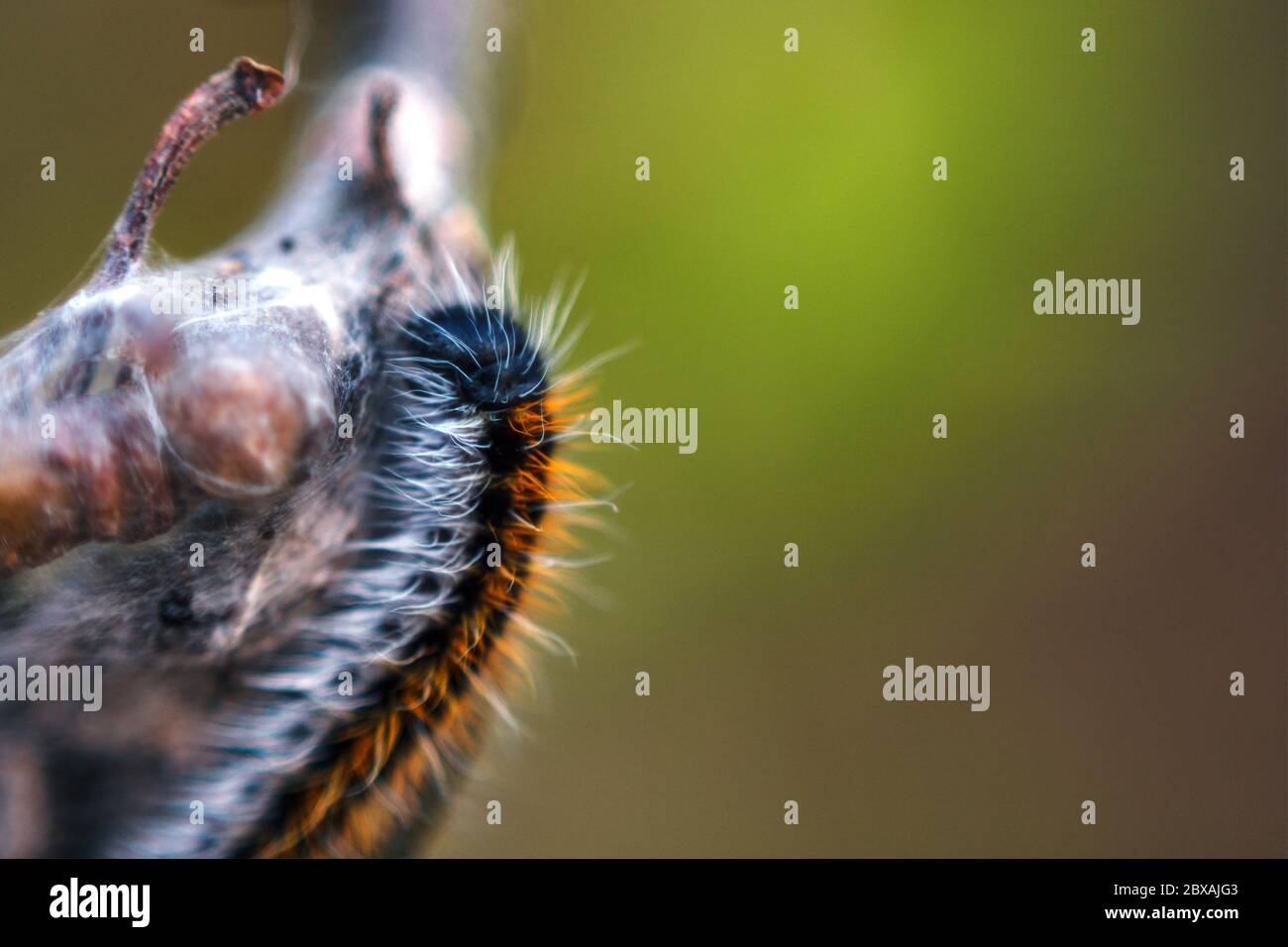 Caterpillar hairy black color hi-res stock photography and images - Alamy