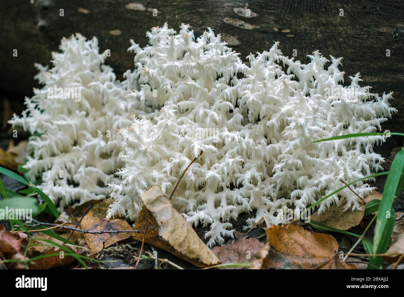 Hericium coralloides, coral tooth fungus, vulnerable on red data list. Edible white coral-like fungus growing in the forest Stock Photo