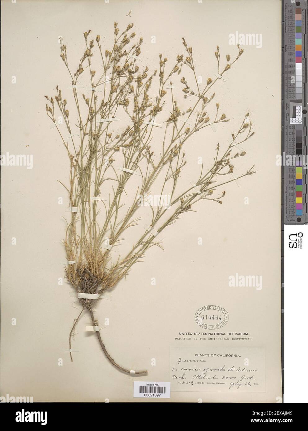 Arenaria sp Arenaria sp. Stock Photo