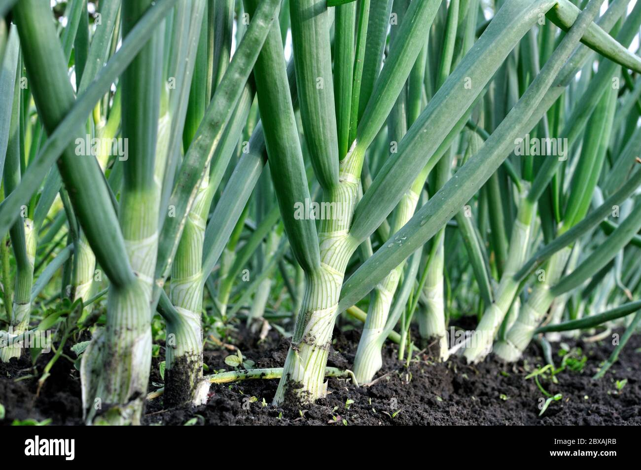 close-up of growing green onion in the vegetable garden Stock Photo