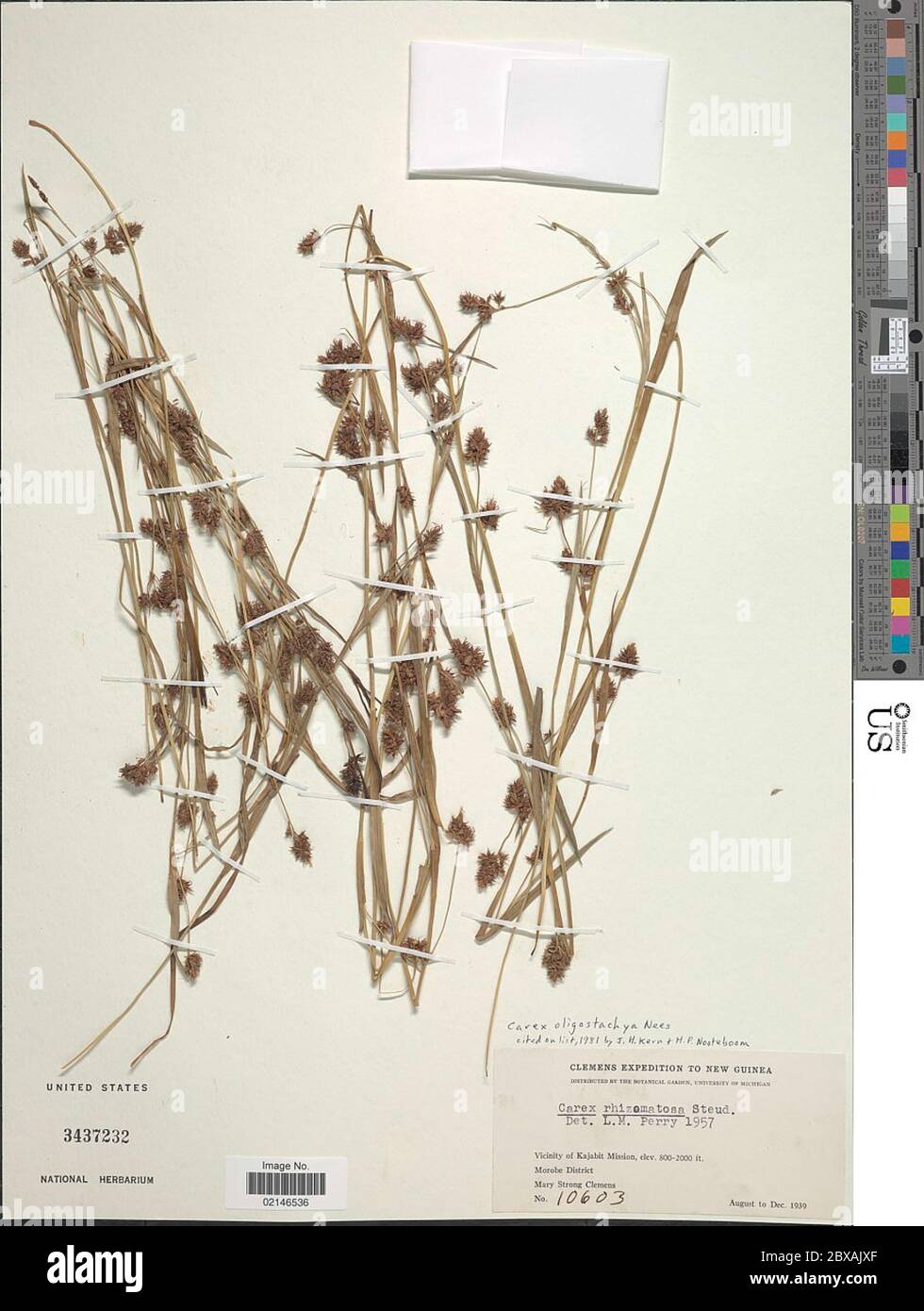 Carex oligostachya Nees Carex oligostachya Nees. Stock Photo