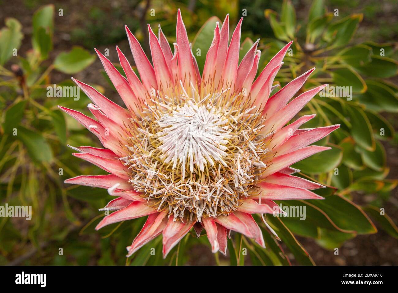 King Protea, the national flower of South Africa Stock Photo