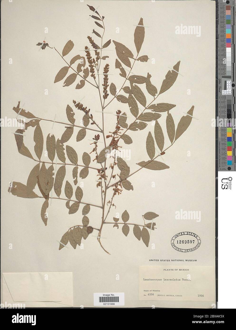 Lonchocarpus lanceolatus Lonchocarpus lanceolatus. Stock Photo
