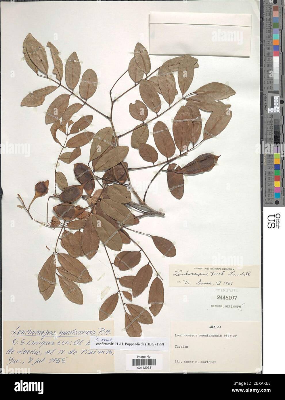 Lonchocarpus xuul Lundell Lonchocarpus xuul Lundell Stock Photo - Alamy
