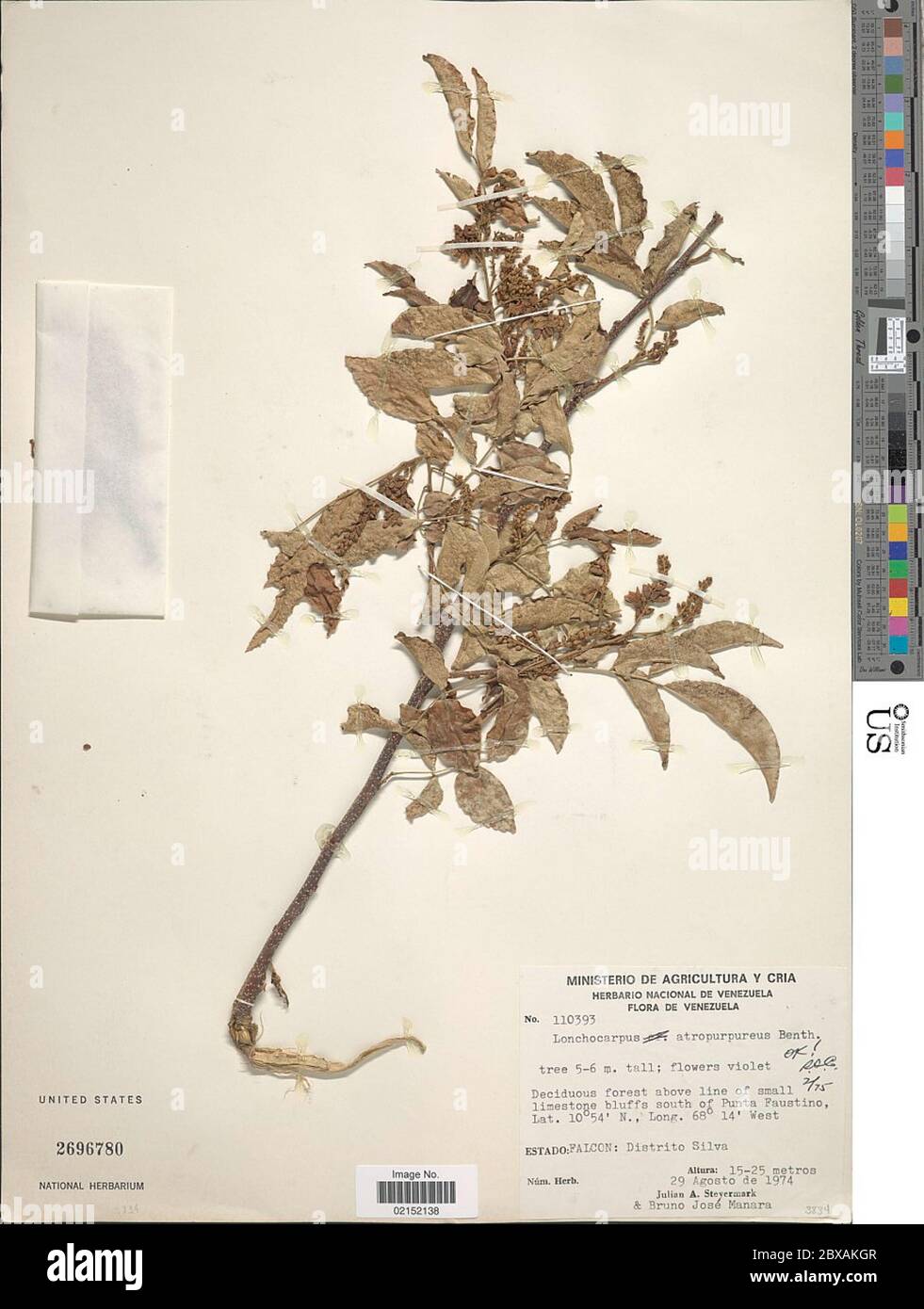 Lonchocarpus atropupureus Lonchocarpus atropupureus. Stock Photo