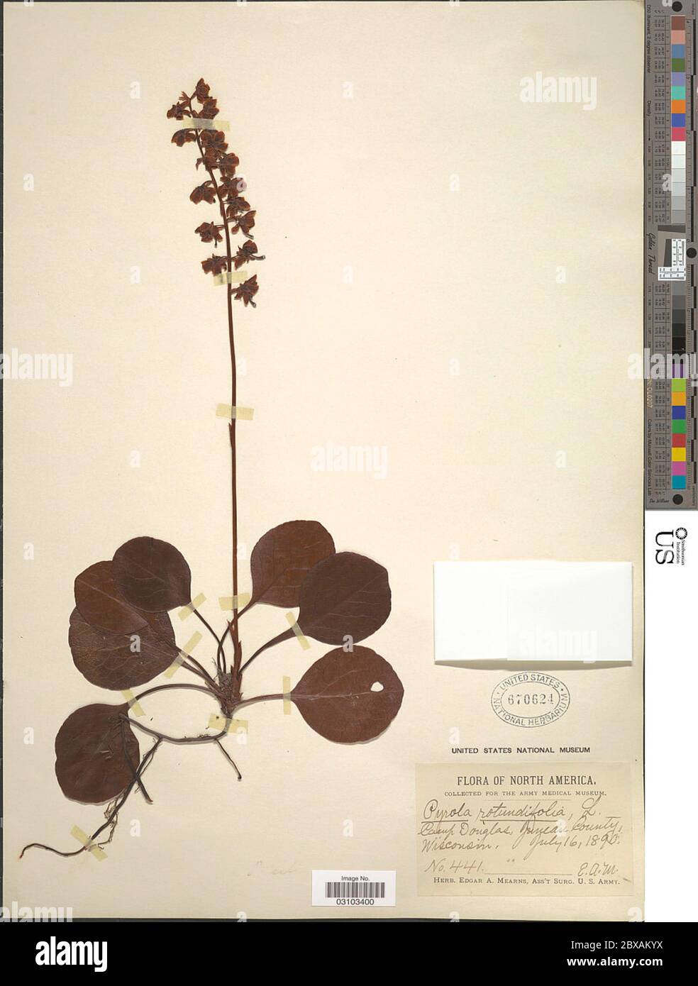 Pyrola americana hi-res stock photography and images - Alamy