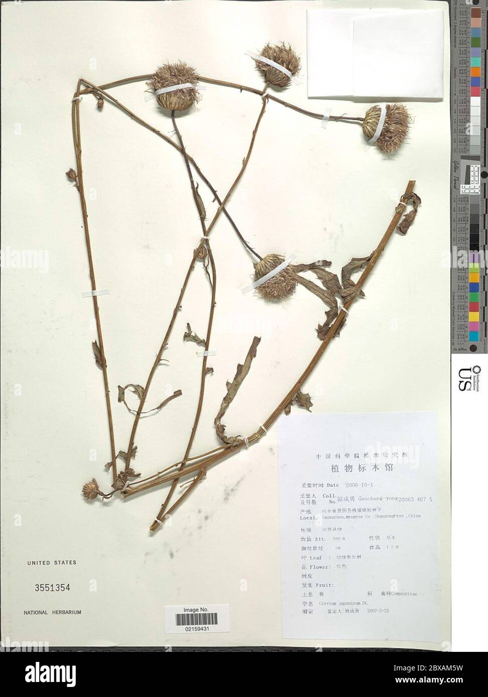 Cirsium japonicum Cirsium japonicum. Stock Photo