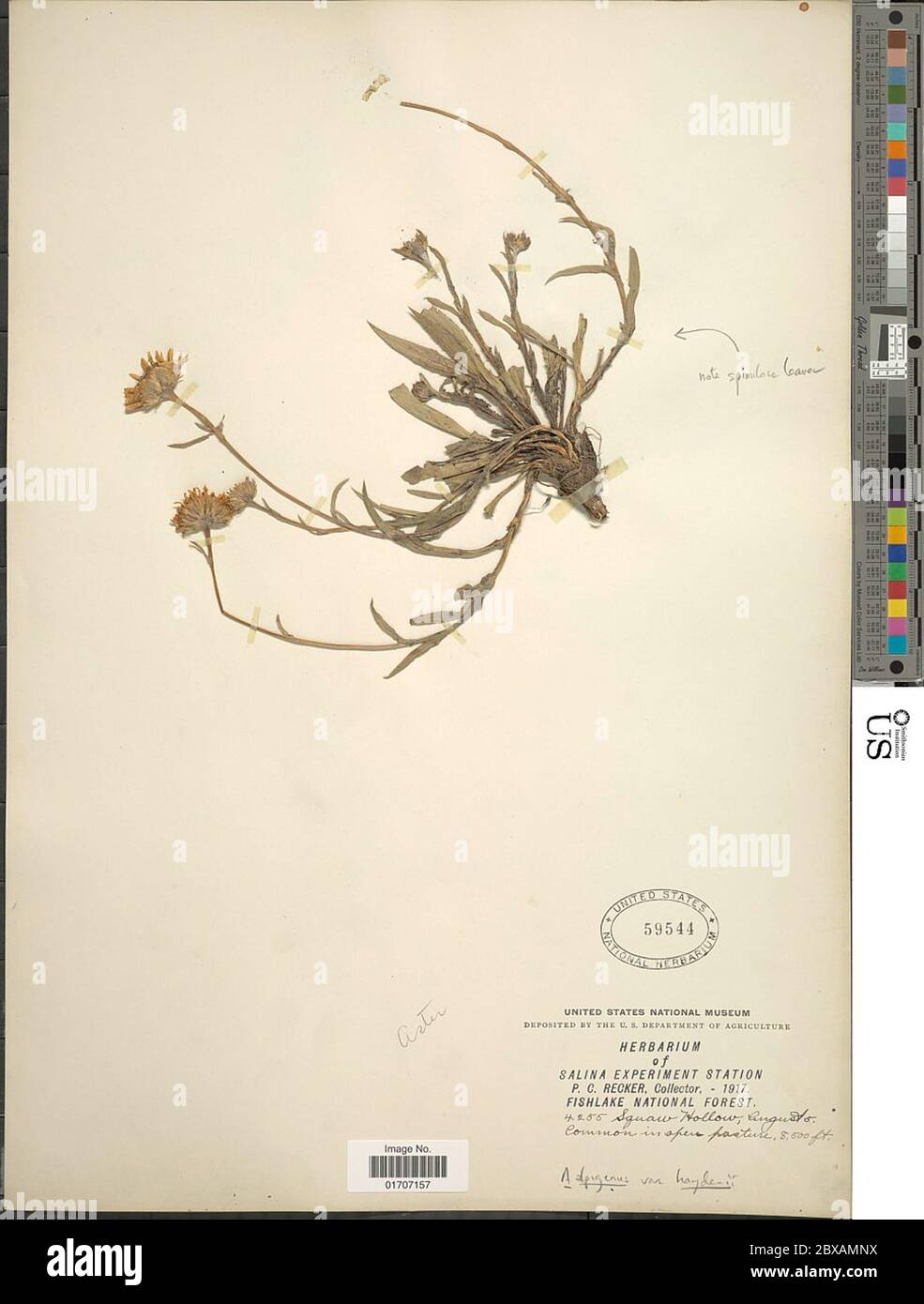 Oreostemma alpigenum var haydenii Porter GL Nesom Oreostemma alpigenum var haydenii Porter GL Nesom. Stock Photo